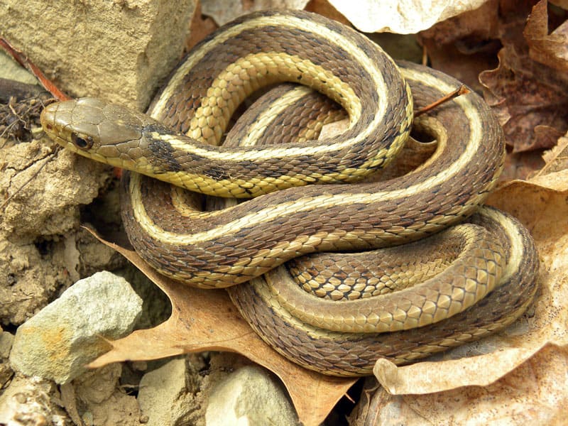 Black And Yellow Snake in your Dreams