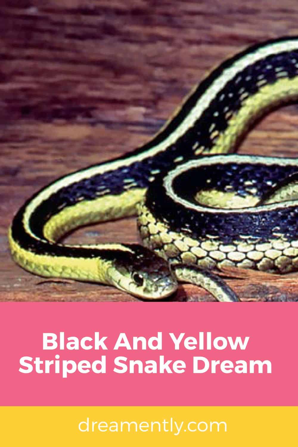 Black And Yellow Striped Snake Dream