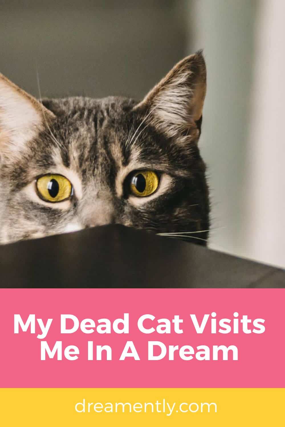 My Dead Cat Visits Me In A Dream (2)