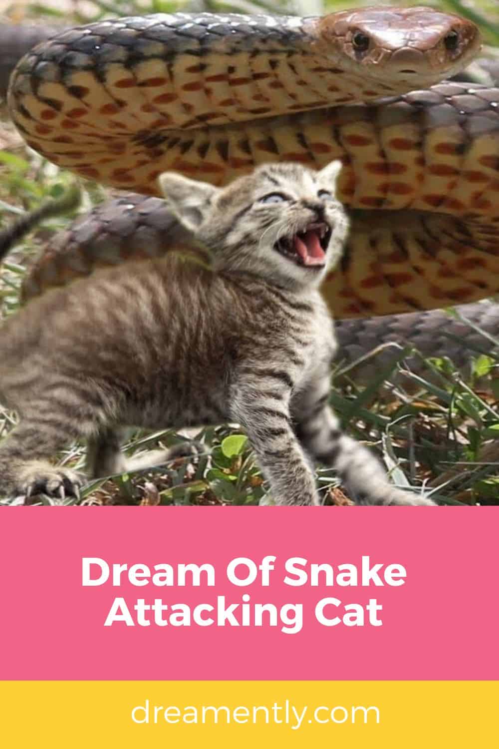 Dream Of Snake Attacking Cat