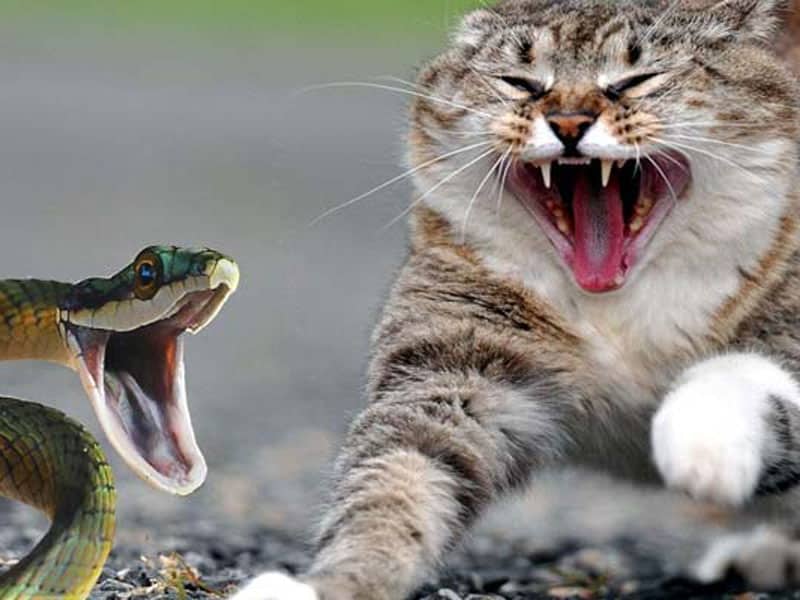 Snake attacking cat dream symbolizes