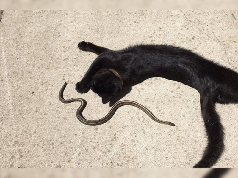 Black Cats and Snakes