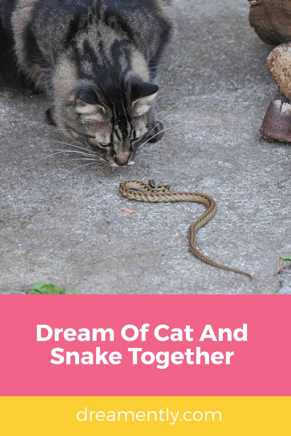 Dream Of Cat And Snake Together