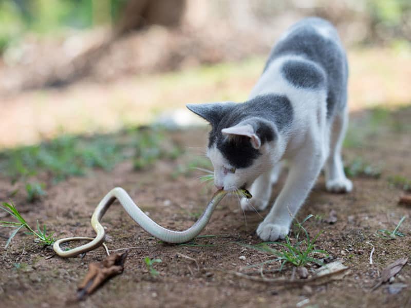 Dreamed your cat caught a snake