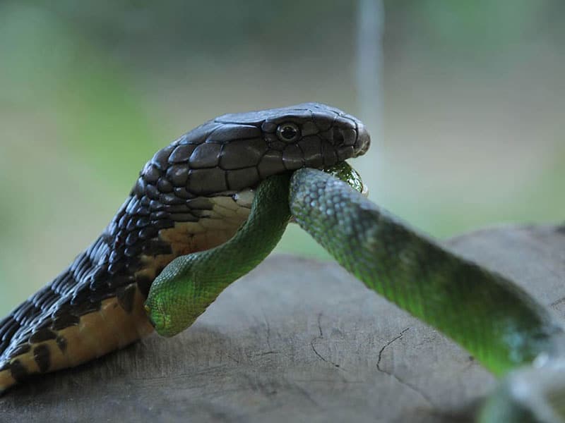 Black Snake eating another snake in dream means