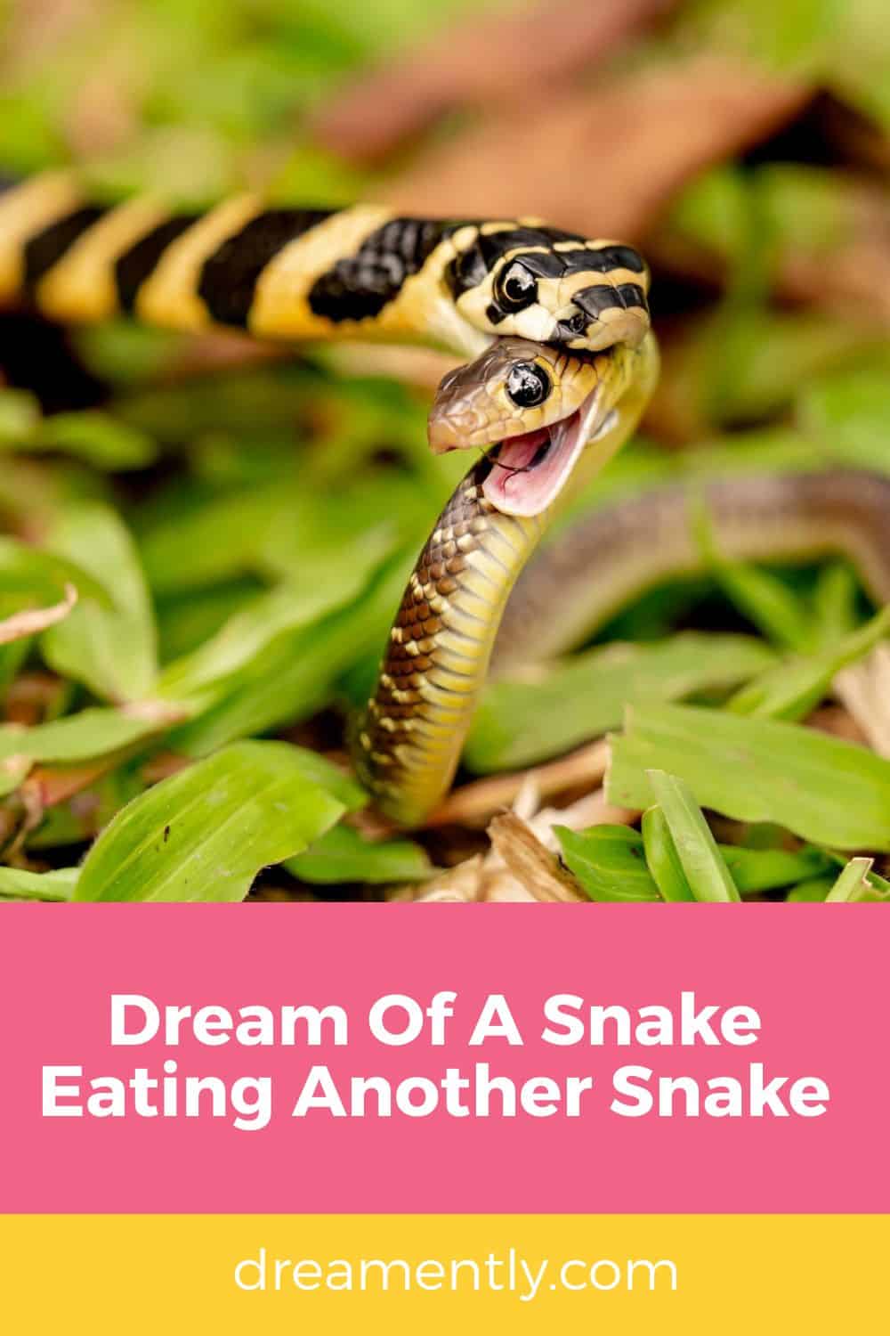Dream Of A Snake Eating Another Snake