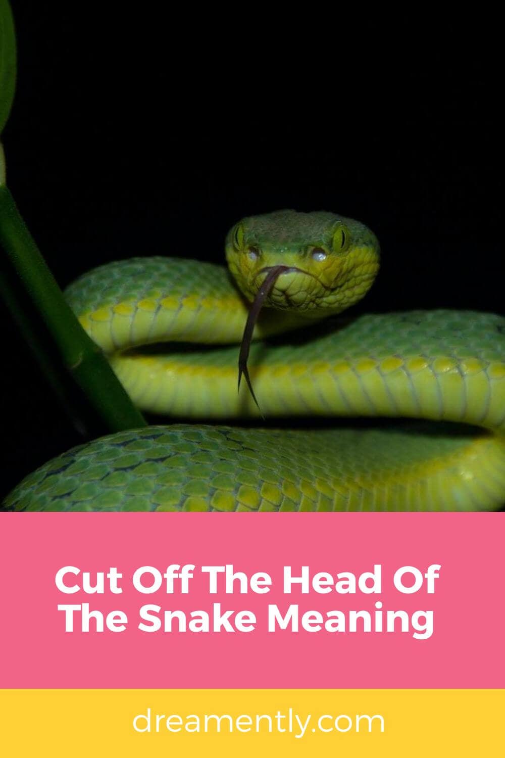 Cut Off The Head Of The Snake Meaning