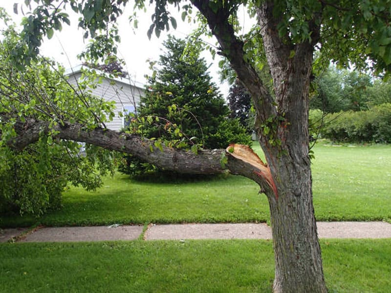Tree branch falling meaning