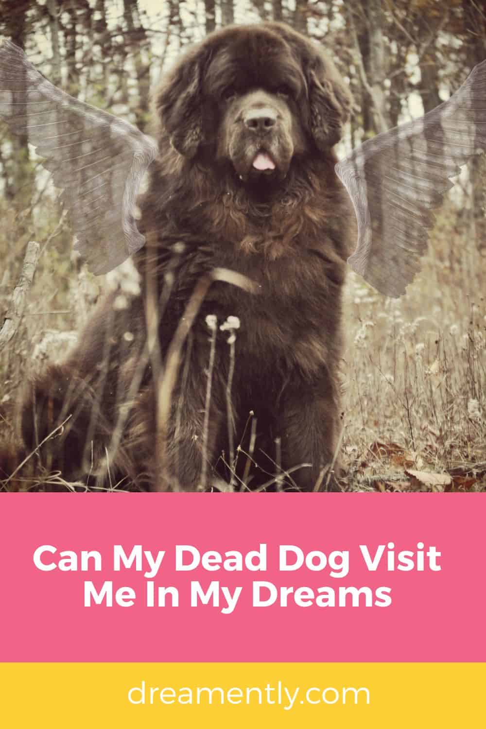 Can My Dead Dog Visit Me In My Dreams