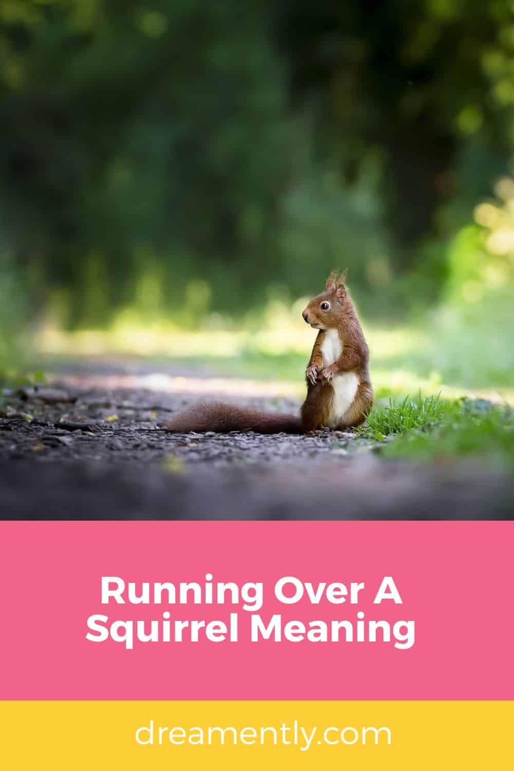 Running Over A Squirrel Meaning