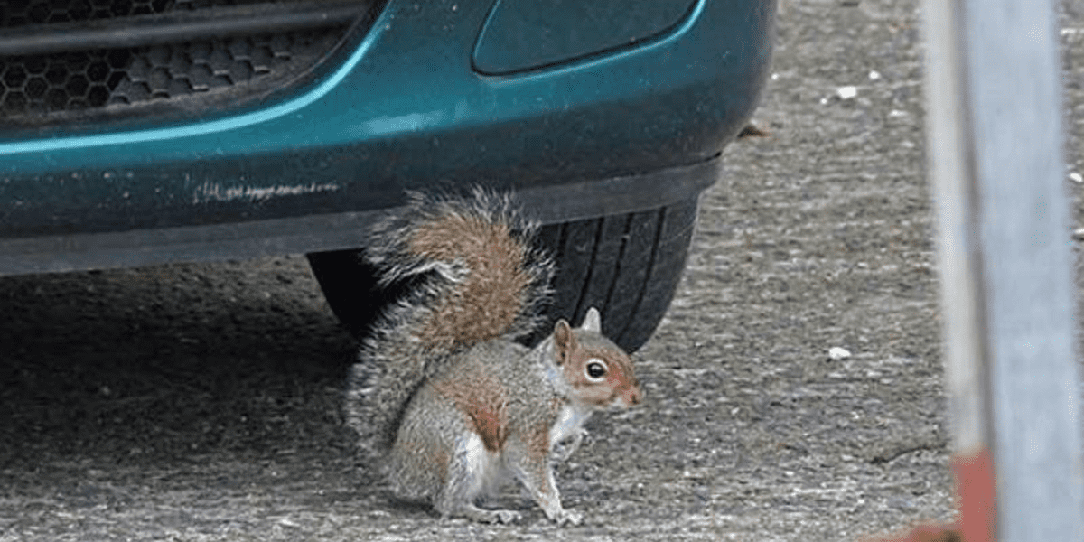 Running Over A Squirrel Meaning