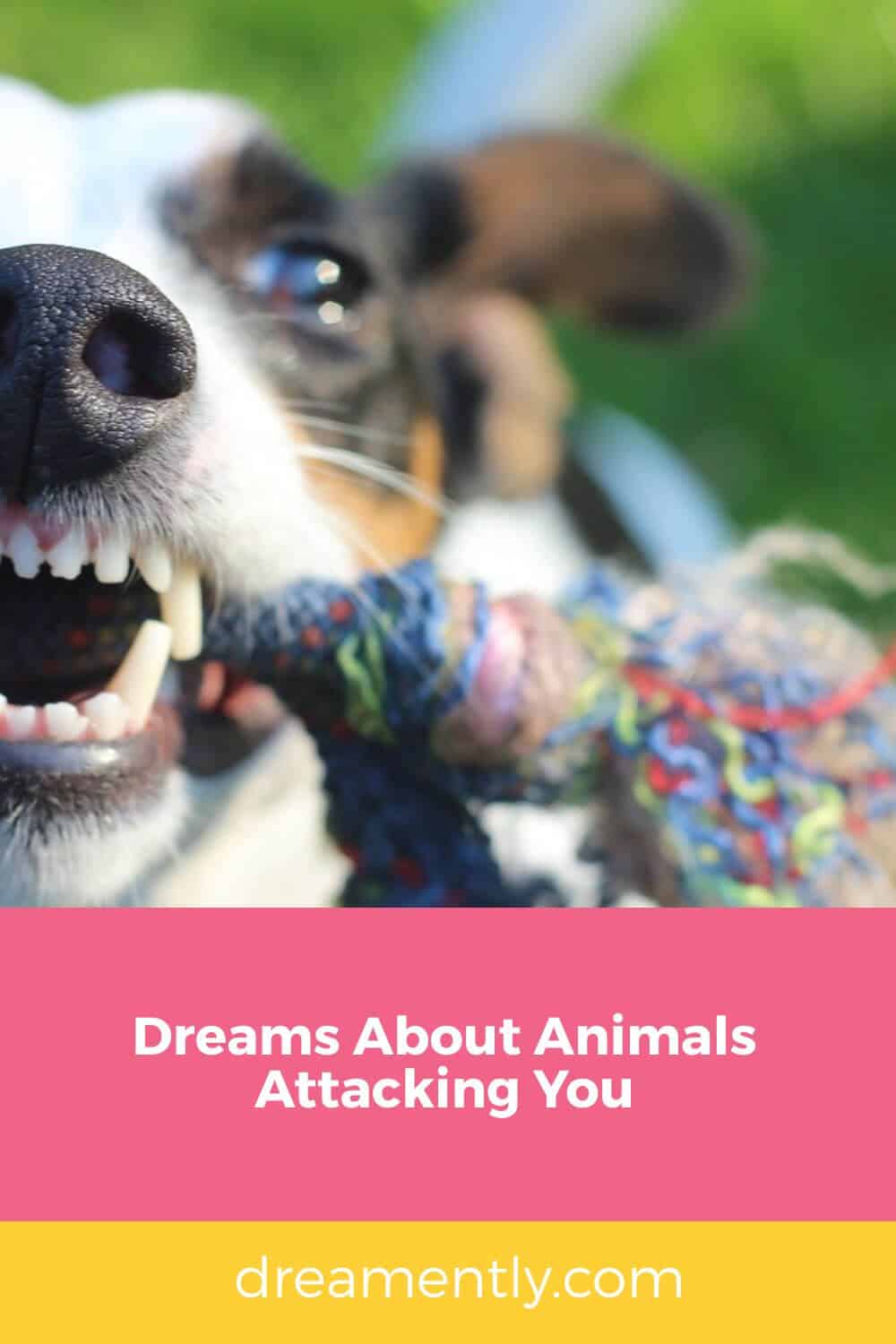 Dreams About Animals Attacking You (2)