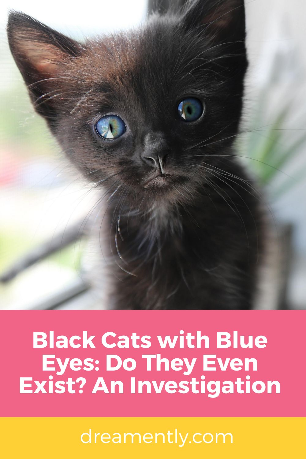 Black Cats with Blue Eyes Do They Even Exist An Investigation