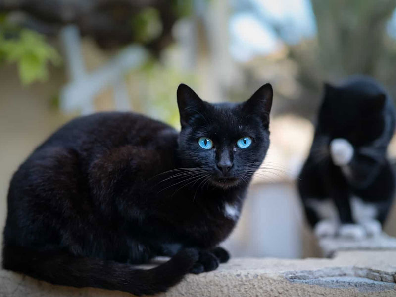 Black Cats with Blue Eyes