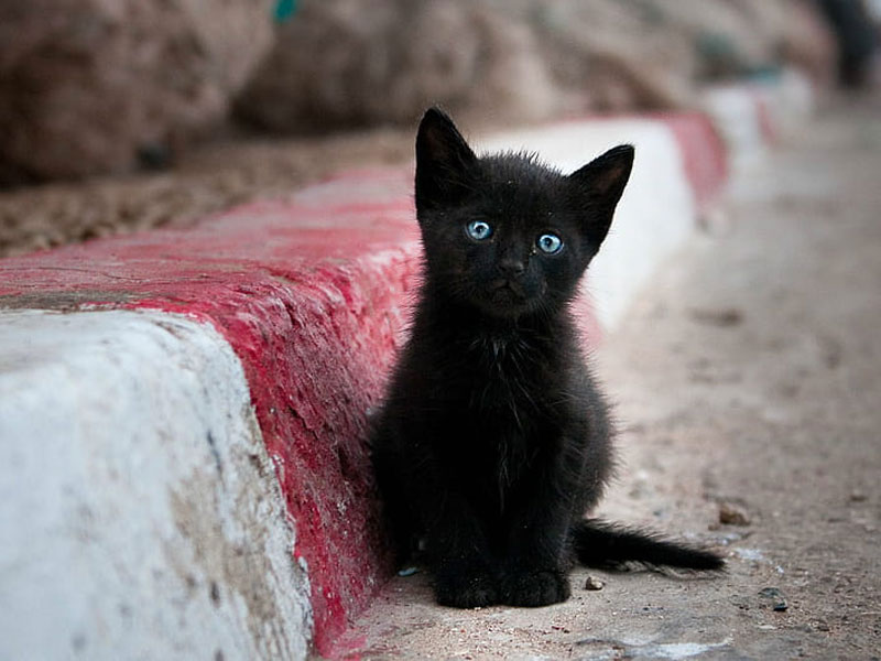 Black Kitten with Blue Eyes