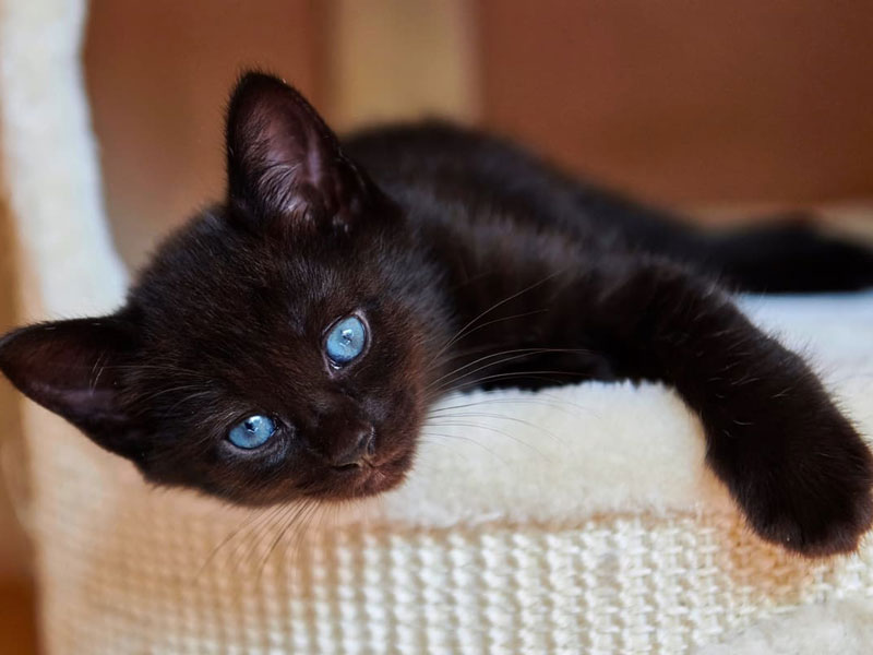 Black cats with blue eyes exist